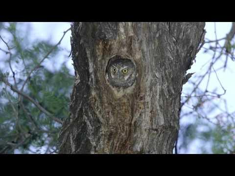 Sova elf — Elf Owl