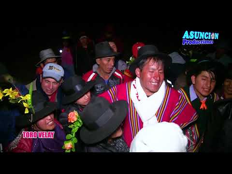 🐂 COSTUMBRE TRADICIONAL de TORO VELAY 🐮🐮