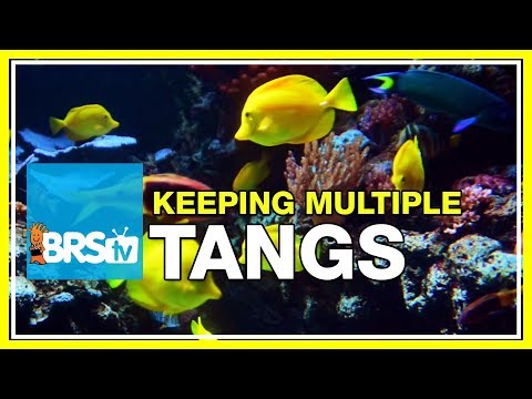 FAQ #28: Can I keep multiple tangs in the same aquarium?