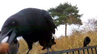 Krähenbrunch /crow`s brunch