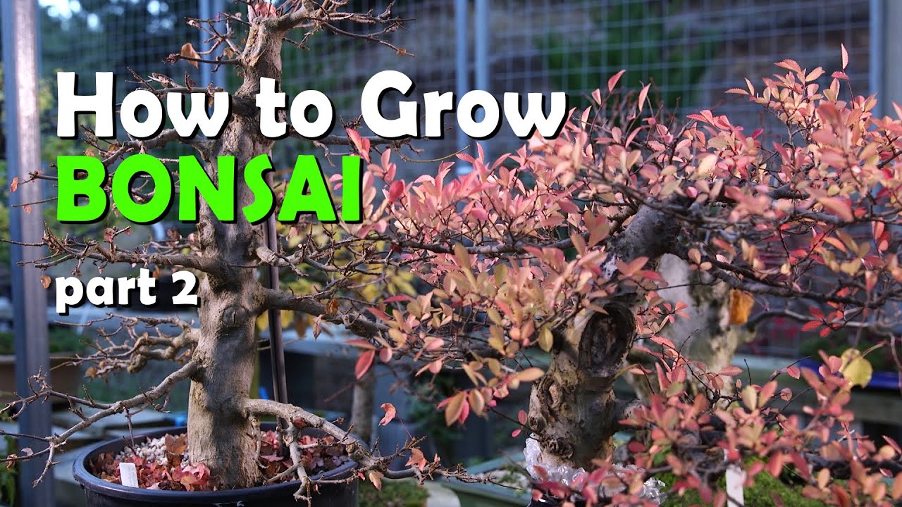 How to Grow Bonsai Part 2 - Vasili's Classics