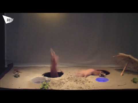 TRAILER REf18   Theatre des Tarabates   LA BROUILLE