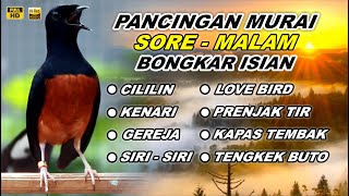 Download lagu 🔴 LIVE 38 - Pancingan Murai Batu Pagi Hari Full Isian Tembakan kasar Murai Apapun Pasti Nyaut mp3 Download lagu 🔴 LIVE 38 - Pancingan Murai Batu Pagi Hari Full Isian Tembakan kasar Murai Apapun Pasti Nyaut mp3