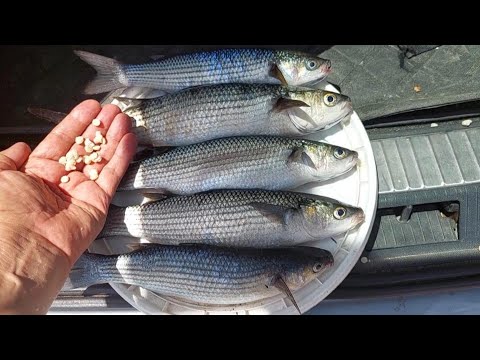 Come Pescare i Cefali col Dischetto di Pane...