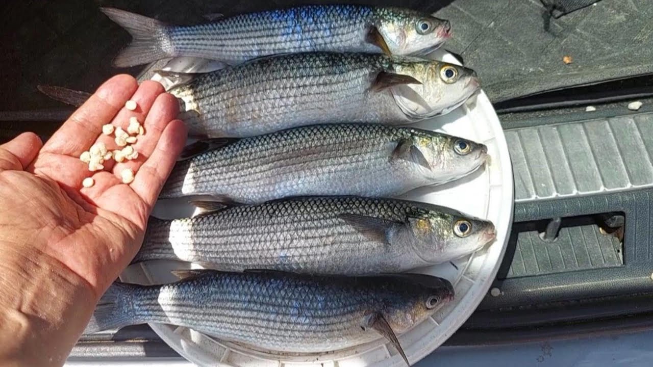 Watch Now Come Pescare i Cefali col Dischetto di Pane... Come Pescare i Cefali col Dischetto di Pane...