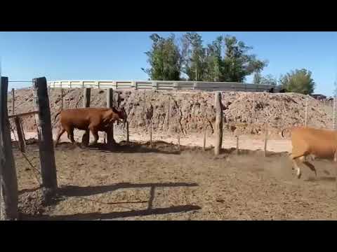 Terneras en Bandurrias, Santa Fe