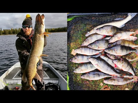 AHVEN TANKKAA | ISO HAUKI VERTIKAALIJIGILLÄ | SYYSAHVENTA PUSSILINEN | JIGIKALASTUS