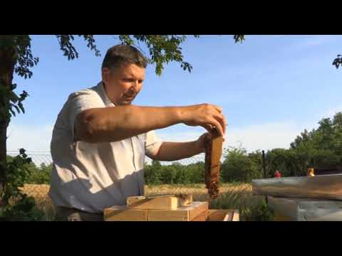 Boja meda ep. 21 31.07.2018. - Pčelarska Nova godina, livadski med, uslovi za suncokretovu pašu