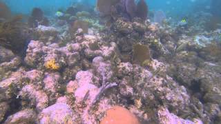 preview picture of video 'Mosquito Reef | Snorkeling Trip FIU Marine Bio Lab'