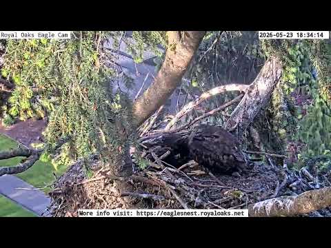 Royal Oaks Eagles Nest Live