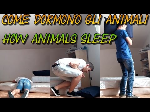 Come dormono gli animali (How animals sleep)
