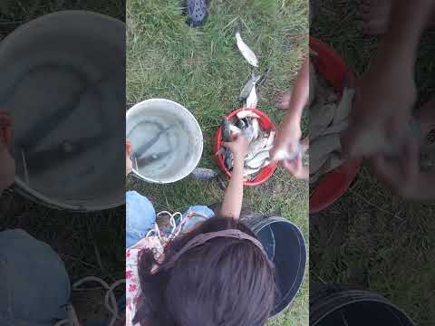 Fish Harvesting: 90% Profit Margin (1kg to 22.5kg)