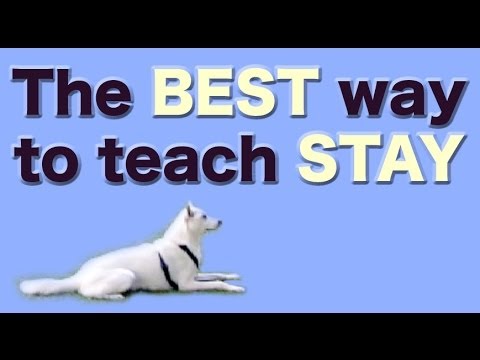 The BEST and FASTEST way to teach STAY - stay training, stay fun! Video