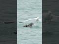 Hungry Gull Swoops In And Steals Fish Right Out Of The Mouth Of Another Bird