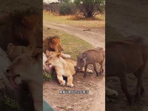 这绝对是你见过最作死的一只疣猪 #趣聞 #大陸 #动物科普