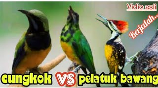 Download lagu PELATUK BAWANG VS CUCAK CUNGKOK 44 SUARA KASAR mp3 Download lagu PELATUK BAWANG VS CUCAK CUNGKOK 44 SUARA KASAR mp3