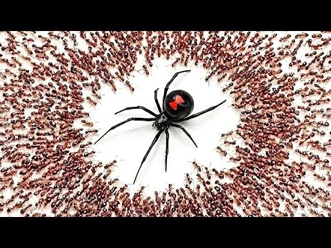 1,000 Formigas vs. Viúva Negra