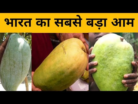 Big Size Mango Variety||Big Size Mango Variety||