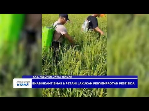 BHABIN POLRES KEBUMEN PROGRAM PENGENDALIAN HAMA WERENG
