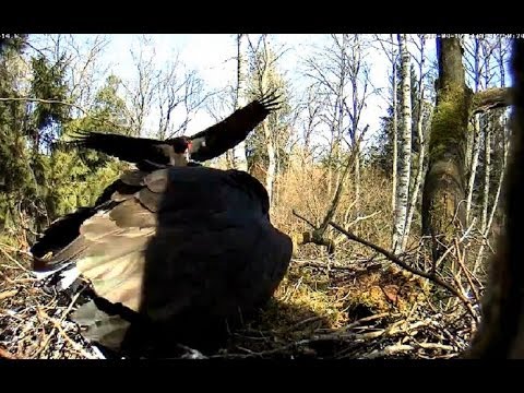 Estonian Black Storks - A male has arrived 17.04.2014.