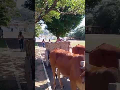 Encontro de Carreiros