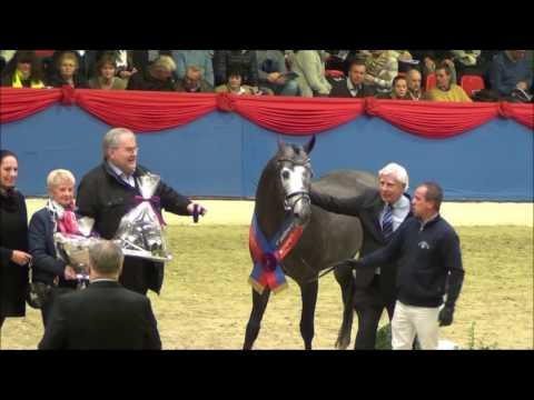 Hickstead White - Hauptprämiensieger OS Vechta 2016