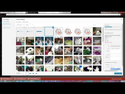 Tutorial Adote Um Orelhudo - Como Adicionar Coelhos para Adoção