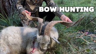Bow Hunting Feral Goats (KILL COMPILATION)
