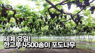 세계에서 유일! 한그루에 4500송이 열리는 포도나무는 어떻게 키울까?