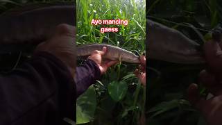 Download lagu casting haruan di sungai klang ❤️ #sad #bocil #trending  #fishing #katabijak #bocilygmain #fyp mp3