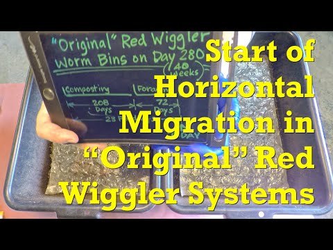 Horizontal migration started in 280-day "original" red wiggler worms bins - vermicompost