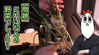 【NWTR】◯◯◯◯収穫してみたニワ【料理】