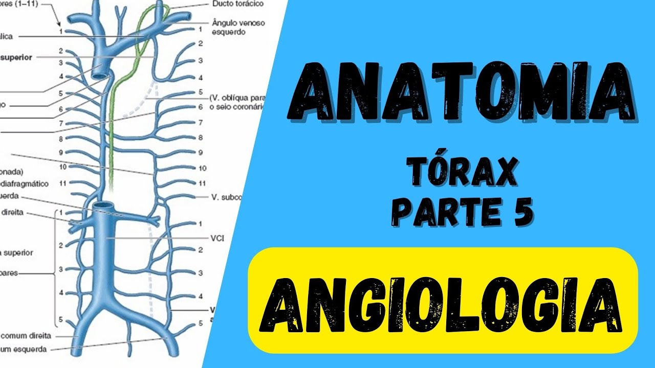 Angiologia do Tórax - Anatomia humana. Quais veias fazem drenagem venosa do tórax?