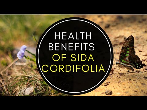 Brown whole plant sida cardifolia extract, for ayurvedic, pa...