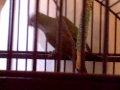 Devil Bird