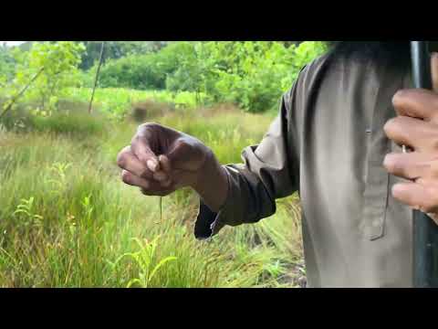 GDh.Fiyoaree ge hai dhandeh   I   Ali Rameez   I   Maldives