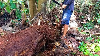 Download lagu MENAKJUBKAN !! SUDAH DI TUMBUHI POHON DAN TERSEMBUNYI RATUSAN TAHUN !!  PENEMUAN KAYU SUPER LANGKA mp3