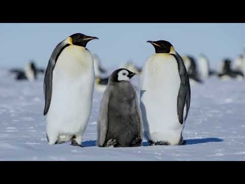 Gemma Fox ft . MC Lyte - Girlfriend's Story (Silky Gangsta Mix)