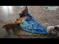 Mini Goldendoodle dogs for sale: Charlie - Video 1