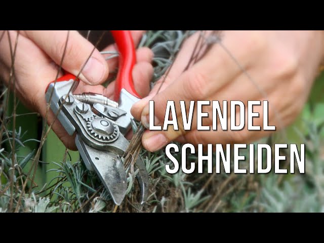 Video de pronunciación de Lavendel en Alemán