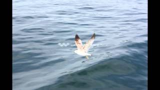 La Paloma Adieu - Nana Mouskouri et Mireille Mathieu - 1975