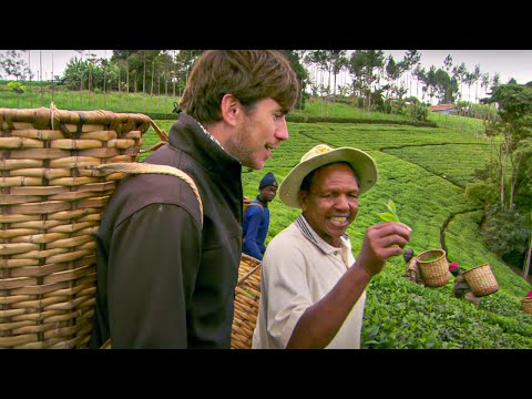 download lagu mp3 mp4 How To Harvest Tea Leaves, download lagu How To Harvest Tea Leaves gratis, unduh video klip How To Harvest Tea Leaves