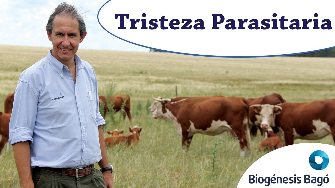 Tristeza Parasitaria - Biogénesis Bagó