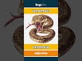 venomous - venenoso video thumbnail