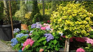 Ankara Çiçekçiler / Turkey Ankara Flower Sellers 4k