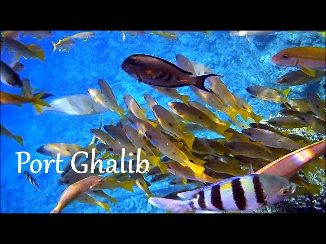 EGYPT: Red Sea snorkeling, Port Ghalib (Marsa Alam)