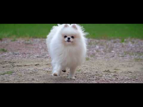 SZPIC MINIATUROWY POMERANIAN TEL: 511-602-290