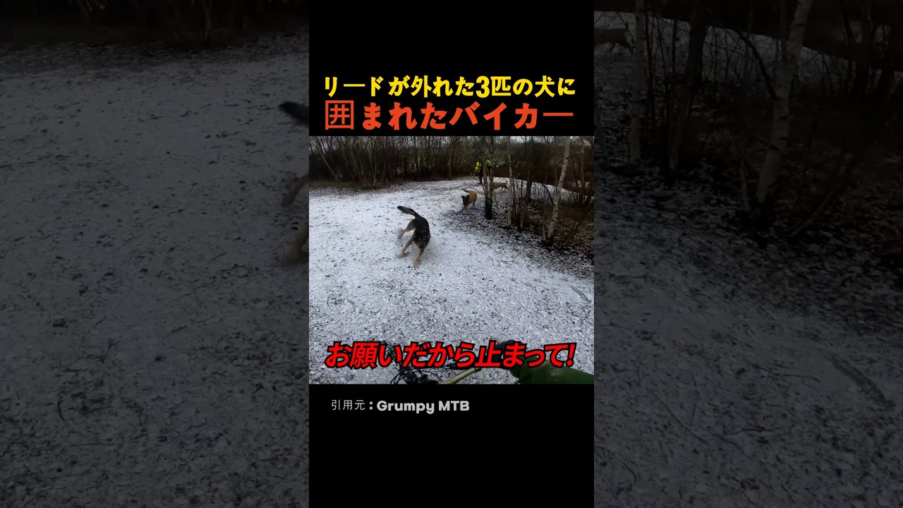 リードが外れた3匹の犬に囲まれたバイカー