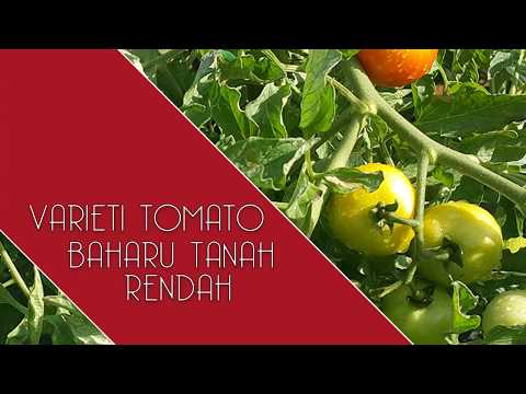 , title : 'Varieti Tomato Baharu Tanah Rendah MARDI'
