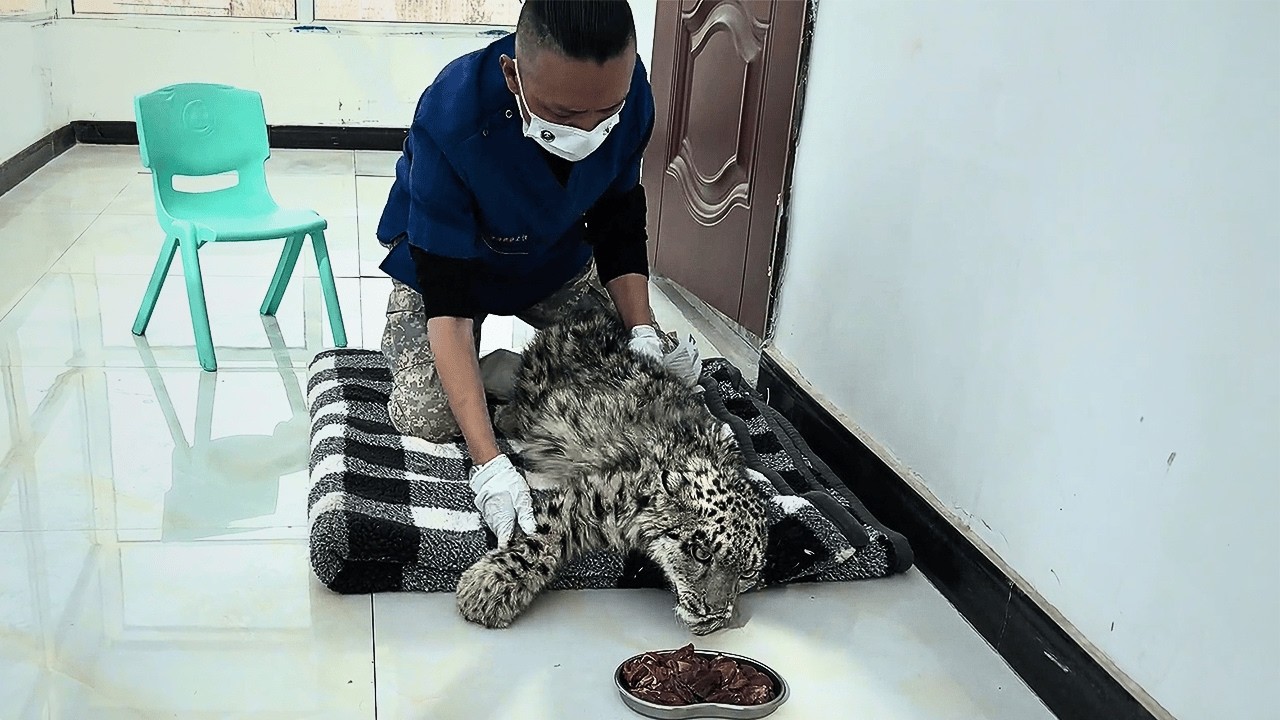 A snow leopard cub that fell from a cliff survived against all odds after 38 days of dedicated care.